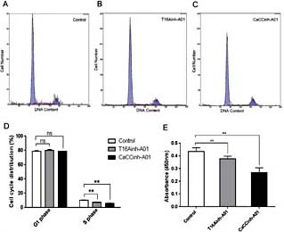 Fig. 5. The effects of T16Ainh-A01 and CaCCinh-A01 on proliferation and cell cycle of rat CFs. (A-D) flow cytometric data show cell cycle phases in different groups of CFs. (E) cell proliferation (measured by CCK-8 assay). CFs in T16Ainh-A01 and CaCCinh-A01 groups were treated with T16Ainh-A01 (10 μM) and CaCCinh-A01 (30 μM ) for 48 h, respectively. Treatments with T16Ainh-A01 and CaCCinh-A01 markedly arrested the cells at G1 phase and caused the reduction of cells at S phase. Data are expressed as mean ± SEM; ns, no significant difference; **p< 0.01, vs. control.