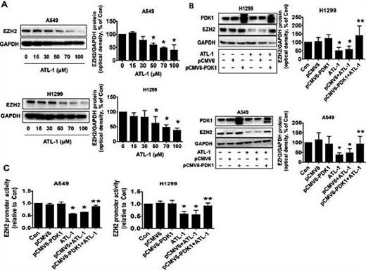 Fig. 3. ATL-1 reduced EZH2 expressions through inhibition of PDK1. A, A549 and H1299 cells were treated with indicated doses of ATL-1 for 24 h. Afterwards, the cell lysate was harvested and the protein expression of EZH2 was measured by Western blot. GAPDH was used as loading control. B, A549 and H1299 cells were transfected with the control and the PDK1 overexpression vectors for 24 h before exposing the cells to ATL-1 for an additional 24 h. Afterwards, the cell lysate was harvested and the protein expression of EZH2 was measured by Western blot. C, A549 and H1299 cells were transfected with the control and the PDK1 overexpression vectors, and with a wild type human EZH2 promoter reporter construct ligated to luciferase reporter gene and an internal control secreted alkaline phosphatase for 24 h, followed by treating with ATL-1 for an additional 24 h. Afterwards, the promoter activities were determined using the Secrete-Pair Dual Luminescence Assay Kit as described in the Materials and Methods section. Values in bar graphs were given as the mean ± SD from three independent experiments. *indicates significant difference as compared to the untreated control group (P< 0.05). **indicates significant difference from the ATL-1 alone (P< 0.05).