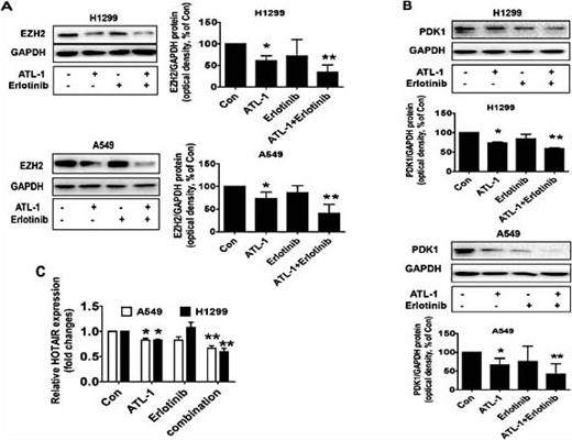 Fig. 5. The effects of the combination of ATL-1 and erlotinib on the expressions of PDK1, HOTAIR and EZH2. A-C, A549 and H1299 cells were treated with ATL-1 (70 mg/mL) and erlotinib (10 μM) for 24 h, followed by measuring the PDK1, EZH2 protein expressions, and HOTAIR mRNA levels by Western blot and qRT-PCR, respectively. The figures are representative cropped gels/blots that have been run under the same experimental conditions. Values in bar graphs were given as the mean ± SD from three independent experiments. *indicates significant difference as compared to the untreated control group (P< 0.05). **indicates significant difference from the ATL-1 alone (P< 0.05).