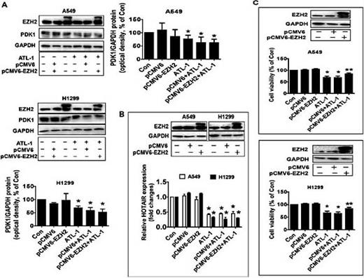 Repression of PDK1- and LncRNA HOTAIR-Mediated EZH2 Gene Expression ...