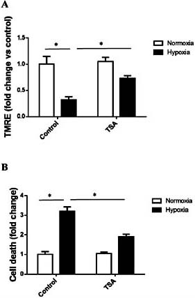 Fig. 3. TSA protects neonatal rat cardiac fibroblasts from hypoxia-induced loss of mitochondrial membrane potential (A) and cell death (B). *P< 0.05 vs the indicated group (n=3). TMRE, tetramethylrhodamine ethyl ester; TSA, trichostatin A.
