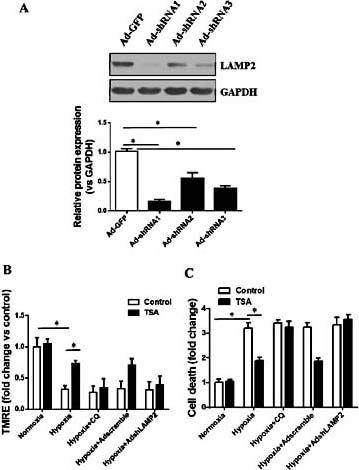 Fig. 5. Restoration of autophagic flux is responsible for the protective effects of TSA against hypoxia-induced cell death. A, Immunoblotting analysis of LAMP2 protein levels. B, Mitochondrial membrane potential (B) and cell death (C) after hypoxia with or without CQ and adenovirus encoding short hairpin RNA of LAMP2a. *P< 0.05 vs the indicated group (n=3). TMRE, tetramethylrhodamine ethyl ester; TSA, trichostatin A; CQ, chloroquine.