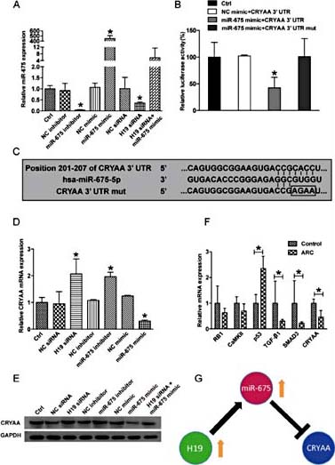 Fig. 4. H19/miR675-5p downregulates the expression of CRYAA. (A) Primary cultured HLECs were transfected with miR-675-5p inhibitor, NC inhibitor, miR-675-5p mimic, NC mimic, H19 siRNA, scrambled siRNA, H19 siRNA + miR675 mimic or left untreated for 48 h. qRT-PCRs were conducted to detected miR-675-5p expression as relative change compared with control group. (B) The wild type and mutant CRYAA 3’-UTR (pmiRCRYAA-WT or pmiR-CRYAA-Mut) were cloned into the downstream of luciferase vector and transfected with miR-675-5p mimic or NC mimic. The luciferase activity was measured by dual-luciferase reporter assay and was normalised to Renilla luciferase activity. (C) Putative binding sites of miR-675 within CRYAA 3’UTR, as predicted by Targetscan website. Algorithms between miR-675 and the 3’UTR of CRYAA and also the mutant CRYAA 3’UTR. (D and E) HLECs were treated as shown. (D) CRYAA levels were detected using qRTPCRs and expressed as relative fold change compared with controls. (E) Western blotting analysis was performed to detect the effect of H19 and miR-675 on the protein levels of CRYAA. (F) qRT-PCRs were conducted to detected mRNA expression levels of potential target genes in nuclear ARC capsules as relative change compared with control group. (G) A diagram revealed the potential interaction among H19, miR-675-5p and CRYAA. *P< 0.05.