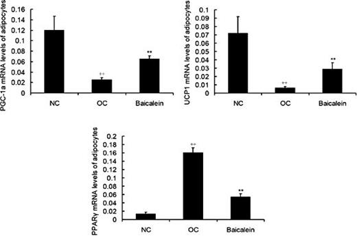 Fig. 6. The i.p. injection of baicalein significantly increased PGC-1α mRNA and UCP1 mRNA levels, but reduced PPARγ mRNA level in adipocytes of epididymal fat tissues (n=3). The PGC-1α mRNA and UCP1 mRNA levels were increased in the baicalein group compared with the obese controls (OC), but decreased in OC compared with the normal controls (NC) in adipocytes of epididymal fat tissues. The PPARγ mRNA level was decreased in the baicalein group compared with the obese controls (OC), but increased in OC compared with the normal controls (NC) in adipocytes of epididymal fat tissues. All data shown are the means ± SEM. ** P< 0.01 vs. OC; ++P< 0.01 vs. NC.