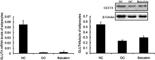 Fig. 7. The i.p. injection of baicalein significantly increased GLUT4 mRNA and GLUT4 contents in adipocytes of epididymal fat tissues (n=3). The GLUT4 mRNA and GLUT4 contents were increased in the baicalein group compared with the obese controls (OC), but decreased in OC compared with the normal controls (NC) in adipocytes of epididymal fat tissues. All data shown are the means ± SEM. *P< 0.05 vs. OC; **P< 0.01 vs. OC; ++P< 0.01 vs. NC.