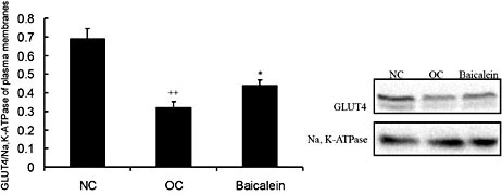 Fig. 8. The i.p. injection of baicalein significantly increased GLUT4 protein levels in plasma membranes of adipocytes (n=3). The GLUT4 protein levels in the plasma membranes were increased in the baicalein group compared with the obese controls (OC), but decreased in OC compared with the normal controls (NC) in the plasma membranes of adipocytes. All data shown are the means ± SEM. *P< 0.05 vs. OC; ** P< 0.01 vs. OC; ++P< 0.01 vs. NC.