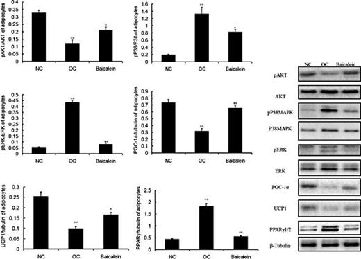 Fig. 9. I.p. injection of baicalein elevated pAKT, PGC-1α and UCP1 levels, but reduced pP38MAPK, pERK and PPARγ levels of adipocytes (n=3). As shown in Fig. 9, the pAkt, PGC1α and UCP1 contents were enhanced, but the pP38MAPK, pERK and PPARγ contents were reduced in the baicalein group compared with the obese controls (OC) respectively. The pAkt, PGC1α and UCP1 contents were decreased, but the pP38MAPK, pERK and PPARγ contents were increased in OC compared with normal controls (NC) respectively. The sequence of representative Western blot lines in each panel is NC, OC and Baicalein group. All data shown are the means ± SEM. *P< 0.05 vs. OC; ** P< 0.01 vs. OC; ++P< 0.01 vs. NC.