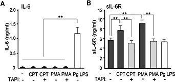 Fig. 1. Effects of calprotectin on IL-6 and sIL-6R production in THP-1 macrophages. Levels of (A) IL-6, (B) sIL-6R production in THP-1 macrophages. After cells were cultured with 5.5 mM glucose (NG) condition, the cells were treated with CPT (50 nM), PMA (100 nM) and Pg LPS (1 µg/ml) for 24 h and collected the supernatants. Both IL-6 and sIL-6R levels were measured using ELISA methods. To inhibit the tumor necrosis factor-alpha converting enzyme (TACE) activity, the cells were pretreated with the inhibitor of TACE (TAPI-1) (10 µM). Data represents as the mean ± SD from 3 independent experiments. **, P< 0.01 as compared with control (ANOVA Tukey-HSD). CPT, calprotectin; PMA, phorbol 12-myristate 13-acetate; Pg LPS, Porphyromonas gingivalis lipopolysaccharide.