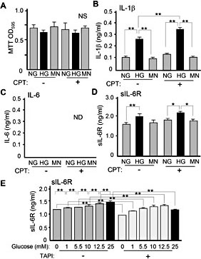 Fig. 2. Effects of high glucose on IL-1β and sIL-6R production in THP-1 macrophages. After THP-1 macrophages were cultured with 5.5 mM glucose (NG) or 25 mM glucose (HG) condition, the cells were treated with 50 nM CPT. As an osmotic control for HG, the cells were cultured with NG conditions supplemented with 19.5 mM mannitol (MN). (A) Cell proliferation. Cell proliferative activity was determined by MTT assay. Levels of CPT-induced (B) IL-1β, (C) IL-6, (D) sIL-6R production in THP-1 macrophages cultured with NG or HG conditions. After the cells were treated with CPT for 24 h and collected the supernatants. Both IL-1β and sIL-6R levels were measured using ELISA methods. (E) To inhibit TACE activity, the cells were pretreated with TAPI-1 (10 µM) for 24 h. Data represents as the mean ± SD from 3 independent experiments. CPT, calprotectin. TACE, tumor necrosis factor-alpha converting enzyme. TAPI-1, inhibitor of TACE. NS, not significant differences. *, P< 0.05; **, P< 0.01, ANOVA Tukey-HSD.