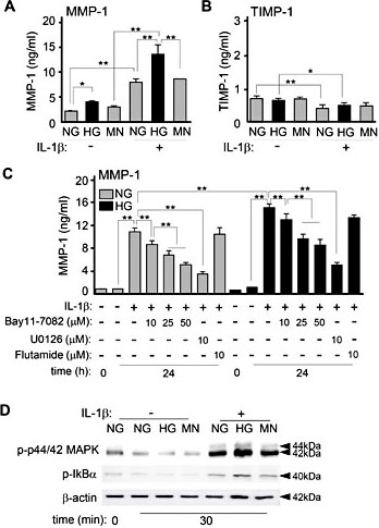 Fig. 3. Effects of high glucose on IL-1β-induced MMP-1 and TIMP-1 production in HGFs. Levels of (A) MMP-1, (B) TIMP-1 production in HGFs. After HGFs were cultured with 5.5 mM glucose (NG) or 25 mM glucose conditions, cells were treated with IL-1β (1 ng/ml) for 24 h and the culture supernatants were collected. As an osmotic control for HG, the cells were cultured with NG conditions supplemented with 19.5 mM mannitol (MN). (C) For inhibitor experiments, HGFs were pretreated with IKK inhibitor Bay11-7082 (10, 25, 50 µM) for 8 h, ERK inhibitor U0126 (10 µM), or androgen receptor inhibitor flutamide (10 µM) for 3 h and treated with IL-1β for 24 h. MMP-1 and TIMP-1 levels were measured using ELISA methods. Data represents as the mean ± SD from 3 independent experiments. (D) Enhancement of IL-1β-induced signaling in HGFs cultured with HG conditions. Cell lysates were resolved by SDS-PAGE and analyzed using Western blotting probed with antibodies against phospho-p44/42 MAPK and phospho-IκBα. Equal loading of total lysates (10 μg) was confirmed by re-probing with antibodies against β-actin. NS, not significant differences. *, P< 0.05; **, P< 0.01, as compared with control (ANOVA Tukey-HSD).