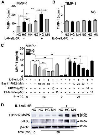 Fig. 4. Effects of high glucose on IL-6+sIL-6R-induced MMP-1 and TIMP-1 production in HGFs. Levels of (A) MMP-1, (B) TIMP-1 production in HGFs. After HGFs were cultured with 5.5 mM glucose (NG) or 25 mM glucose conditions, cells were treated with IL-6+sIL-6R (50 ng/ml each) for 24 h and the culture supernatants were collected. As an osmotic control for HG, the cells were cultured with NG conditions supplemented with 19.5 mM mannitol (MN). (C) For inhibitor experiments, HGFs were pretreated with IKK inhibitor Bay11-7082 (10, 25, 50 µM) for 8 h, ERK inhibitor U0126 (10 µM), or androgen receptor inhibitor flutamide (10 µM) for 3 h and treated with IL-1β for 24 h. MMP-1 and TIMP-1 levels were measured using ELISA methods. Data represents as the mean ± SD from 3 independent experiments. (D) Enhancement of IL-6+sIL-6R-induced signaling in HGFs cultured with HG conditions. Cell lysates were resolved by SDS-PAGE and analyzed using Western blotting probed with antibodies against phospho-p44/42 MAPK and phosphoIκBα. Equal loading of total lysates (10 μg) was confirmed by re-probing with antibodies against β-actin. NS, not significant differences. *, P< 0.05; **, P< 0.01, as compared with control (ANOVA Tukey-HSD).