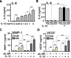 Fig. 5. Induction of MMP-1 and VEGF by co-stimulation of IL-1β and sIL-6R in HGFs. (A) IL-1β-induced IL-6 production in HGFs in a dose dependent manner. After HGFs were cultured with 5.5 mM glucose (NG) condition, cells were treated with IL-1β for 24 h and the culture supernatants were collected. IL-6 levels were measured using ELISA methods. (B) Effects of high glucose (HG) on IL-1β-induced IL-6 production in HGFs. After HGFs were cultured with NG or HG conditions, cells were treated with IL-1β (1 ng/ml) for 24 h and the culture supernatants were collected. As an osmotic control for HG, cells were cultured in NG medium supplemented with 19.5 mM mannitol (MN). Levels of (C) MMP-1, (D) VEGF production in HGFs. After HGFs were cultured with 5.5 mM glucose (NG) condition, cells were treated with combination of IL-1β (1 ng/ml) and sIL-6R (50 ng/ml) in HGFs for 24 h and the culture supernatants were collected. Data represents as the mean ± SD from 3 independent experiments. NS, not significant differences. *, P< 0.05; **, P< 0.01, as compared with control (ANOVA Tukey-HSD).