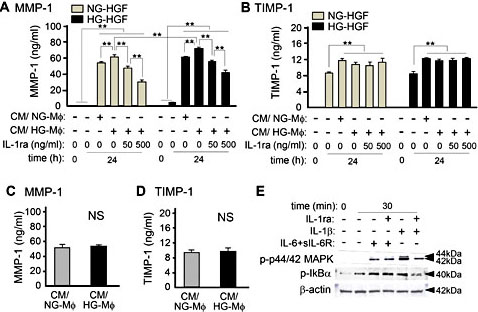 Fig. 6. Effects of MMP-1 and TIMP-1 production in HGFs treated with conditioned medium from THP-1 macrophages. Levels of (A) MMP-1, (B) TIMP-1 production in HGFs. After HGFs were cultured with 5.5 mM glucose (NG) condition or 25 mM glucose (HG), cells were treated with conditioned medium (CM) from THP-1 macrophages cultured with NG or HG conditions and the culture supernatants were collected. MMP-1 and TIMP-1 levels were measured using ELISA methods. To examine the effects of IL-1β containing in CM, HGFs were pre-treated with IL-1ra (50, 500 ng/ml). Levels of (C) MMP-1, (D) TIMP-1 contained in CM from THP-1 macrophages cultured with NG or HG conditions. Data represents as the mean ± SD from 3 independent experiments. (E) Inhibitory effects of IL-1ra (500 ng/ml) on the IL-1β signaling in HGFs. Cell lysates were resolved by SDS-PAGE and analyzed using Western blotting probed with antibodies against phospho-p44/42 MAPK and phosphoIκBα. Equal loading of total lysates (10 μg) was confirmed by re-probing with antibodies against β-actin. NS, not significant differences. *, P< 0.05; **, P< 0.01, as compared with control (ANOVA Tukey-HSD).