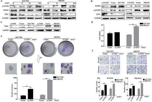 Fig. 3. FGFR2 activation promotes GC cells proliferation, invasion, and migration by inhibiting TSP4. (A) Cells were treated with FGF7 (10ng/mL) for the indicated times and the expression of p-FGFR2, FGFR2 and TSP4 were detected by western blot. (B) FGFR2, p-FGFR2 and TSP4 expression were detected after treatment with FGF7 (10ng/mL, 48 h) in FGFR2-knockdown cells, vector-transfected cells and normal cells. (C) Efficiency of TSP4 knockdown in GC cells was evaluated by western blotting. (D-F) Effects of knockdown of TSP4 in cell proliferation, invasion, and migration under the presence of FGF7 (10 ng/mL). Cells transfected with shRNA of TSP4 were treated with FGF7 and subjected to CCK-8 assay (D), colony formation assay (E) and invasion and migration assays (F). Data are presented as mean ± SEM (*P< 0.05, **P< 0.01).