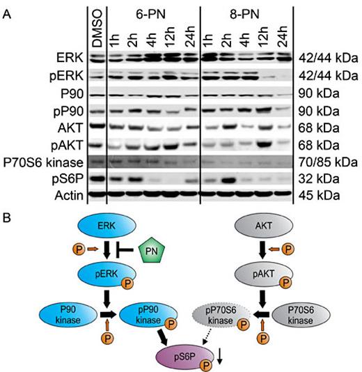 Fig. 5. 6-PN and 8-PN decrease potein expression of pS6P via down-regulation of pERK/pP90 in SK-MEL-28 cells. Western blot analyses of SK-MEL-28 melanoma cells 1, 2, 4, 12 and 24 h after incubation with 100 µmol/L 6-PN or 8-PN. 6-PN and 8-PN induced a down-regulation of pS6P downstream of a decrease of pERK and pP90, respectively. In addition, 6-PN and 8-PN induced a time-dependent decrease of P70S6 kinase (A). Schematic drawing illustrating the Western blot results (B).