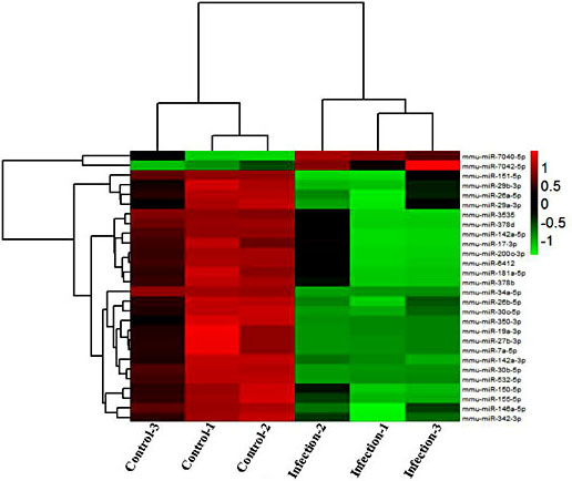 Fig. 3. Differentially expressed miRNAs in M-MDSCs from mice infected with E. granulosus. Heat map showing the details of 28 miRNAs in M-MDSCs differentially expressed in mice infected with E. granulosus and normal mice, n = 3.