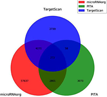 Fig. 4. Integrated analysis of the predicted target genes of differentially expressed miRNAs in M-MDSCs. Venn diagram showing the predicted target genes found in the databases TargetScan, PITA, and microRNAorg. A total of 272 of these genes were found in all three databases.