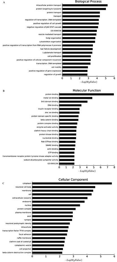 Fig. 5. GO analysis of the predicted target genes of differentially expressed miRNAs in M-MDSCs. According to the –Log10 (P value), the top 20 GO terms for biological process (A), molecular function (B) and cellular component (C) are shown.