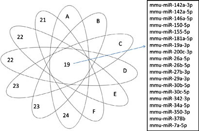 Fig. 7. Venn diagrams representing commonly deregulated miRNAs in six angiogenesis-related signalling pathways. A total of 19 deregulated miRNAs were shared by the six angiogenesis-related signalling pathways. A: MAPK signalling pathway, B: Focal adhesion pathway, C: PI3K/Akt signalling pathway, D: cAMP signalling pathway, E: mTOR signalling pathway, F: TGF-beta signalling pathway.