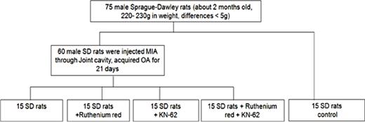 Fig. 1. Experimental animals grouped flowchart.