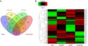 Fig. 2. Differentially expressed miRNAs in A549, A549/DDP, HCC827, and HCC827/GR cells. (A) Venn diagram showing the numbers of expressed miRNAs in A549, A549/DDP, HCC827, and HCC827/GR cells. (B) Heat map displaying the differential expression and hierarchical clustering of miRNAs in A549, A549/ DDP, HCC827, and HCC827/GR cells.