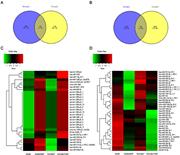 Fig. 3. Expression of the same change trends of miRNAs in A549, A549/DDP, HCC827, and HCC827/GR cells. Venn diagram showing the numbers of upregulated miRNAs (A) and downregulated miRNAs (B) between Groups 1 and 2 with the criteria of fold change ≥ 2 and P&lt; 0.05. Group 1 represents the different miRNAs between A549 and A549/DDP. Group 2 represents the different miRNAs between HCC827 and HCC827/ GR. Heat map displaying the expression and hierarchical clustering of the upregulated miRNAs (C) and the downregulated miRNAs (D).