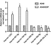 Fig. 4. Validation of miRNA expression by qPCR. The results are expressed as the mean ± SD deviation. The Student’s t-test was used to estimate significant differences among groups. P&lt; 0.05 was considered statistically significant.
