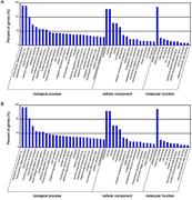 Fig. 5. GO enrichment analysis of the dysregulated miRNAs. GO enrichment analysis of the target genes corresponding to the upregulated miRNAs (A) and the downregulated miRNAs (B).