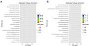 Fig. 6. KEGG pathway analysis of the dysregulated miRNAs. KEGG pathway analysis of the target genes corresponding to the upregulated miRNAs (A) and the downregulated miRNAs (B).