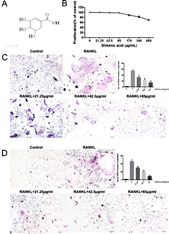 Fig. 1. Shikimic acid inhibits osteoclastogenesis in vitro. (A) Chemical structure of shikimic acid. (B) MTT analysis of the cytotoxic effects of shikimic acid in RAW264.7 cells. (C) TRAPstaining of mouse RANKL-induced BMMs. (D) TRAP-staining of mouse RANKL-induced RAW 264.7 cells. *P< 0.05, **P< 0.01, ***P< 0.001.