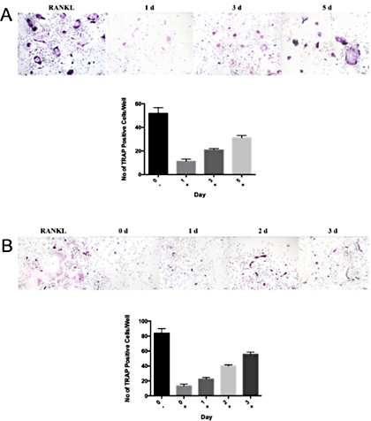 Fig. 3. Shikimic acid inhibits osteoclastogenesis at an early stage. (A) Effect of shikimic acid on RANKL-induced BMM differentiation on different days. (B) Effect of shikimic acid on RANKLinduced RAW264.7 cell differentiation on different days. Data are presented as the mean ± SEM. BMMs treated with different concentrations of shikimic acid for osteoclastogenesis (n = 10); RAW264.7 cells treated with different concentrations of shikimic acid for osteoclastogenesis (n = 10).