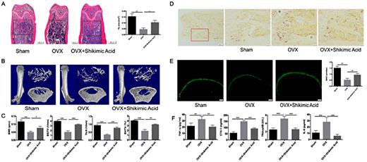 Fig. 6. Shikimic acid reduces ovariectomy-induced bone loss in vivo. (A) H&E staining of distal femur sections and quantification of trabecular area from each group. (B) Micro CT analysis of the distal femur from each group. (C) Calculation of BMD, Tb.N, BS/TV, and BV/TV. (D) Representative TRAP-stained histologic distal femur sections. (E) Calcein labeling of distal femur sections. (F) Serum levels of CTX-1, TRAcp5B, TNF-α, and IL-6 were examined. *P< 0.05, **P< 0.01, ***P< 0.001.