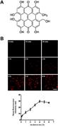  The structure and intracellular accumulation of P-HY in THP-1 macrophages. (A) The structure of P-HY. (B) Intracellular accumulation of P-HY in THP-1 macrophages. Bar = 0.1 mm.