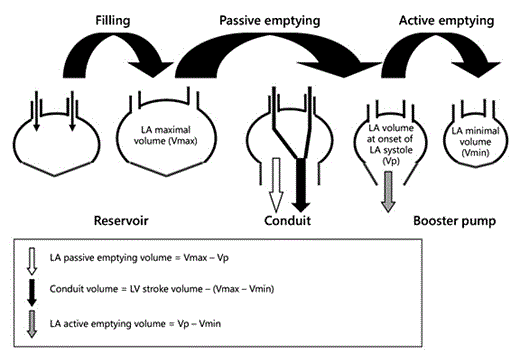 Phases of LA mechanical function and corresponding LA volume changes. The LA maximal and minimal volumes coincide with the opening and closure of the mitral valve, respectively. The LA volume at onset of atrial systole coincides with the onset of the P-wave on the surface electrocardiogram (from Karayannis et al. [98]).