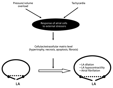Mechanisms of atrial remodeling.