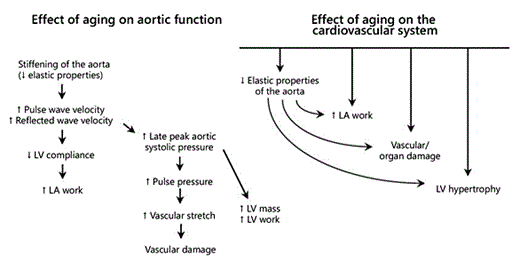 Effects of aging on the cardiovascular system. The aorta becomes stiffer with age. A stiff aorta will result in a decrease in LV compliance and an increase in LA work. It will also result in an increase in reflected wave velocity and systolic hypertension, which may result in an increase in LV work and mass. Aging may also have direct detrimental effects on the entire cardiovascular system (modified from [71]).