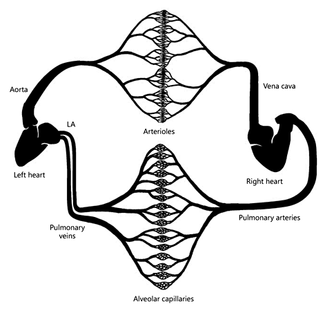 LA interrelationships. The LA is connected to the LV; mitral valve disease and factors that affect LV structure and function will also affect LA structure and function. The LA is connected via the pulmonary veins to the pulmonary circulation and may therefore affect pulmonary artery hemodynamics.