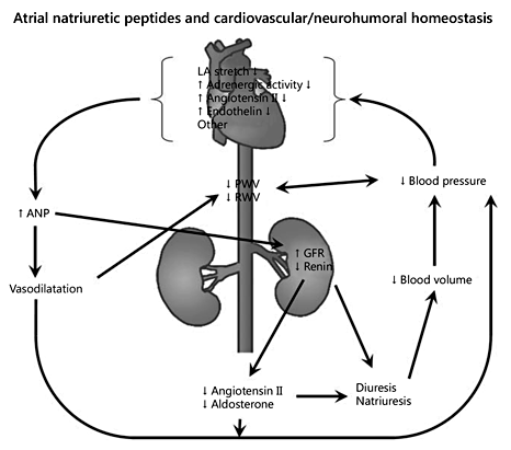 Factors determining the excretion of ANP and its effects on the cardiovascular system are shown schematically. GFR = Glomerular filtration rate; RWV = reflected wave velocity.