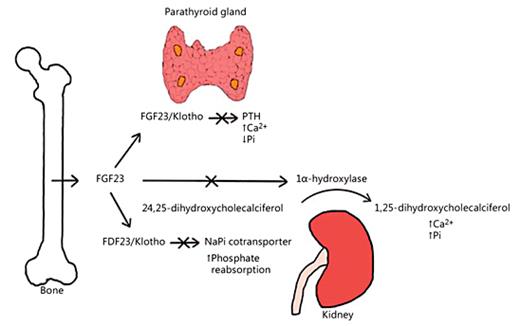 Fig. 1. FGF23-mediated pathways. FGF23 is secreted into circulation from osteoblasts and osteocytes where it targets the FGF23/Klotho receptor complex in the kidney and parathyroid gland. FGF23 reduces the expression of the NaPi cotransporter and 1α-hydroxylase in the kidney and inhibits PTH secretion in the parathyroid gland. Reduction in the expression of the NaPi cotransporter and 1α-hydroxylase results in decreased serum phosphate levels and impaired bone mineralization.