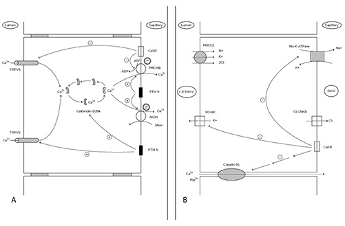 Fig. 3. Calcium handling in the distal convoluted tubule (A) and thick ascending loop of Henle (B). A In the distal convoluted tubule, parathyroid hormone (PTH) and PTH-related protein (PTHrP) promote the reabsorption of calcium via activation of the PTH-1r receptor on the luminal membrane. Calcium first enters from the lumen via the TRPV5 channel and is transported by calbindin-D28k to the basolateral membrane, where it is reabsorbed via activity of PMCA1b and NCXl. Activation of calcium-sensing receptor (CaSR) inhibits this process by inhibiting PMCA1b, the primary mechanism of calcium transport across the basolateral membrane. Additionally, activation of CaSR decreases the number of TRPV5 channels. B In the thick ascending loop of Henle, coordinated activity of the NKCC2, ROMK, CLCNKB, and Na-K ATPase channels leads to a lumen-positive potential, which in turn favors the reabsorption of Ca2+ via the claudin-16 channel. Activation of CaSR via several mechanisms inhibits the generation of this lumen-positive potential, thus leading to decreased calcium reabsorption and subsequently increased calcium excretion [3-6, 10, 11, 13, 14].