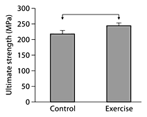 Fig. 1. The ultimate tensile strength of tibial cortical bone of 4-month-old C57BL/6 male mice subjected to short-term exercise is significantly greater than that of nonexercised controls (p < 0.05; denoted by horizontal bar between groups). Data are presented as means ± SEM.