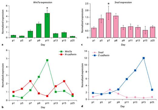 Fig. 4. Expression of N- and E-cadherin transcriptional repressors Wnt7a and Snail.a Quantitative real-time PCR for Wnt7a on PF suture reveals up-regulation of Wnt7a geneas early as p7, with maximal expression on p11 and return to baseline by p13. b The inverse gene expression correlation between Wnt7a and N-cadherin. Note that Wnt7a gene expression is specifically up-regulated during the down-regulation of N-cadherin gene. c Quantitative real-time PCR for Snail on PF suture reveals a moderate up-regulation of Snail genestarting on p5, with a decrease on p9 and a return to baseline by p15. * p < 0.01). d Graph showing the inverse gene expression profile of Snail and E-cadherin during the PF suture patterning and closure. Quantified mRNA values were normalized by the amounts of Gapdh mRNA, and results are given as fold induction. The results are presented as the mean ± SD of 3 independent experiments. * p < 0.05.