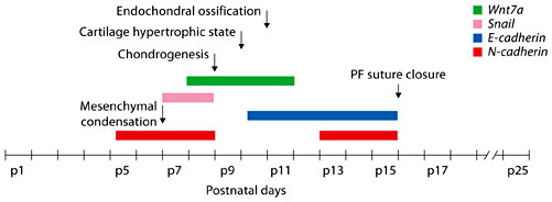 Fig. 6. Temporal expression of N- and E- cadherins and their regulators, Wnt7a and Snail. The diagram summarizes the temporal gene expression profiles and the key differentiation events occurring during PF suture closing.