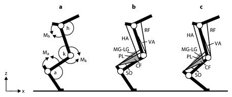 Fig. 1. Schematic representations of the cat hindlimb. a Definitions of joint angles and joint moment directions. Letters a, k and h and the corresponding arcs denote ankle, knee and hip joint angles; symbols Ma, Mk and Mh and the corresponding arrows indicate the extension direction of moment and angular velocity at the ankle, knee and hip joints, respectively. Axes z and x indicate the normal and tangential directions with respect to surface. b Schematic of the cat hindlimb with selected muscles depicted in mid-stance of level walking before partial denervation of ankle extensors. VA = Vasti; RF = rectus femoris; HA = hamstrings; CF = crural fascia. Schematic of the crural fascia (shaded triangle) depicts its two features: origin on distal portion of the hamstrings and attachment to the calcaneus. c The same schematic as in b shown for mid-stance of walking after denervation of SO and LG. Note a greater ankle dorsiflexion and smaller knee flexion. As a consequence, the lengths of MG, LG, PL and crural fascia are increased and enable increasing the passive ankle extensor moment and energy transfer between the ankle and knee joints (for further explanations, see Discussion).