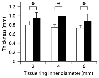 Fig. 2. Tissue ring thickness increased with culture time. Three thickness measurements were obtained for each ring sample (values are expressed as means ± SEM, * p < 0.05; n = 5–11 per group) cultured for 8 (white bars) or 14 days (black bars).