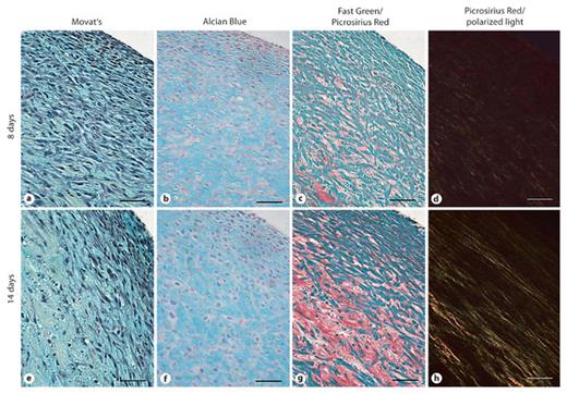 Fig. 6. Histochemical assessment of tissue ring ECM composition. Movat’s pentachrome (a, e) and Alcian Blue (b, f) staining indicated an abundance of sulfated glycosaminoglycans (blue) at 8 and 14 days of culture. Fast Green/Picrosirius Red staining (c, g) demonstrated the presence of collagen (red) at 8 and 14 days. Picrosirius Red staining alone observed under polarized light highlights yellow bands of collagen fibers (d, h). Scale bars = 50 µm.