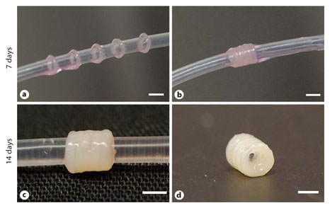 Fig. 7. Tissue ring fusion to form a tube. Tissue rings were cultured for 7 days before transfer onto a 1.9-mm outer diameter silicone mandrel (a) where they were placed in close contact (b). The tubes were then cultured for an additional 7 days (for a total of 14 days; c) before removal of the silicone mandrel to harvest the tissue tube (d). Scale bars = 2 mm.