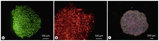 Fig. 1. hiPSCs express pluripotency markers such as Oct4 (a), Tra 1–81 (b), and alkaline phosphatase (c).