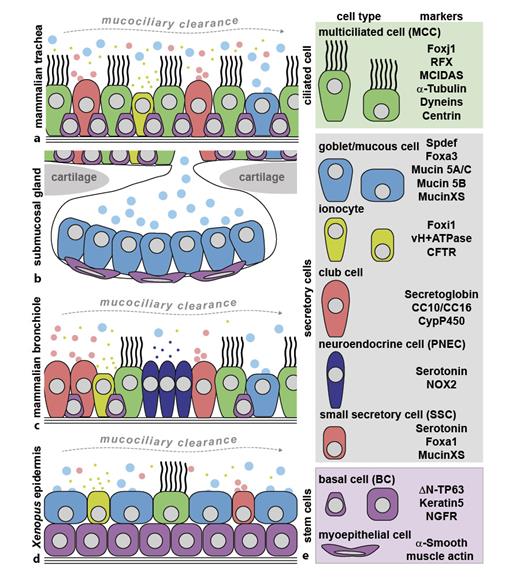 Signaling Control of Mucociliary Epithelia Stem Cells, Cell Fates, and