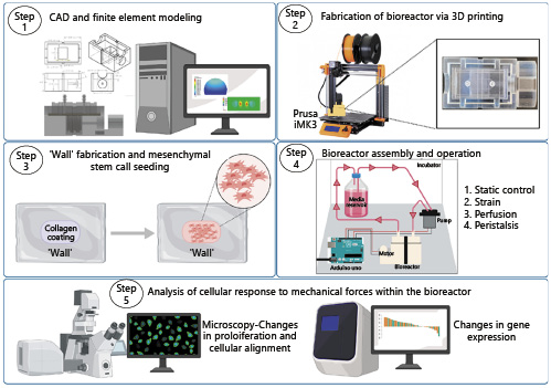  Workflow of experimental process. The peristaltic bioreactor was designed using the CAD program, SolidWorks. Finite element modeling was performed to determine expected shear stress and strain within the bioreactor, for its current geometric dimensions. The bioreactor was 3D printed with a Prusa iMK3 and a biocompatible membrane “wall” was manufactured using PDMS. hMSCs were seeded on to the wall, whereupon the bioreactor was assembled and operated via a pre-programmed Arduino. Following 24 h in the bioreactor, cells were harvested for downstream analysis including microscopy and gene expression to identify cellular responses to peristalsis.